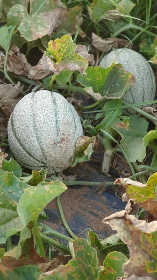 Azienda Agricola I Peperoncini Alguer Exterior foto