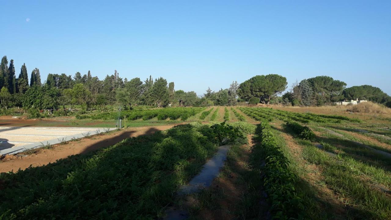 Azienda Agricola I Peperoncini Alguer Exterior foto